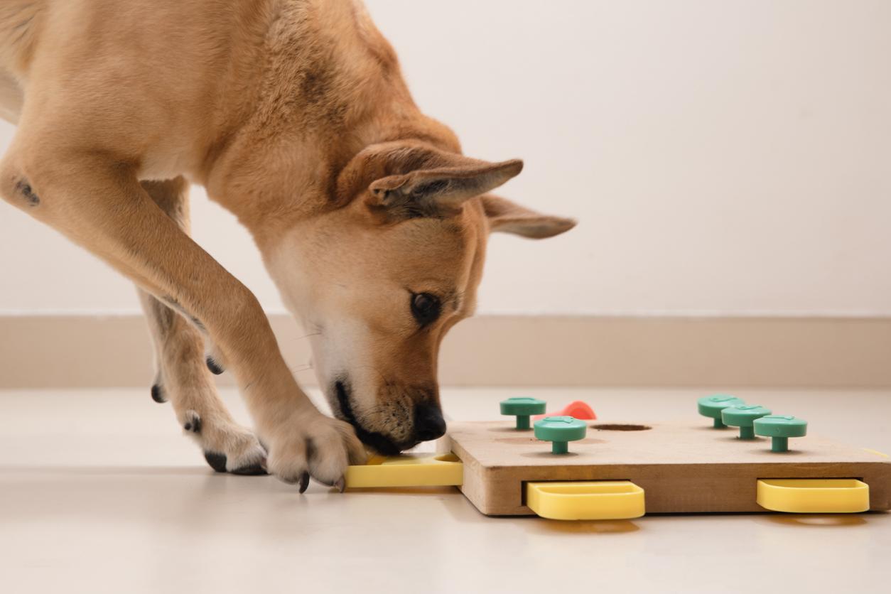 A dog playing with a wooden puzzle indoors