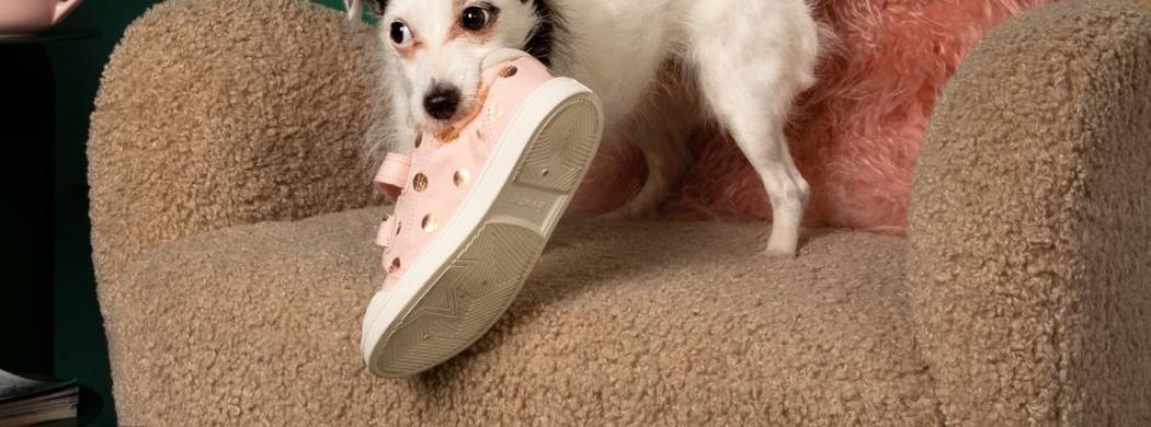 puppy with black ears and white body with a pink shoe in its jaws