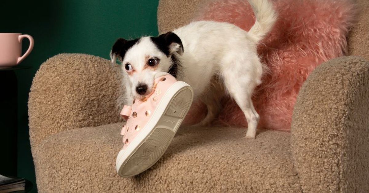 If Your Dog Loves Chewing on Slippers, You Need This Giant Shoe Bed