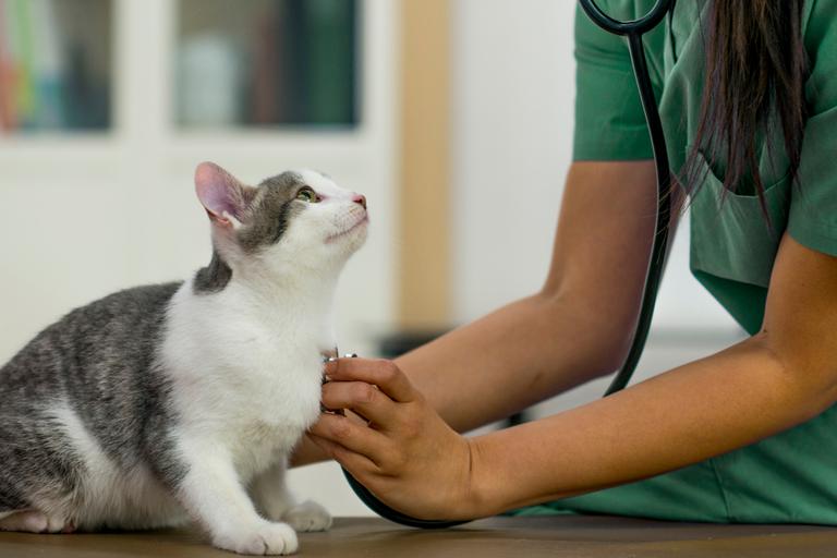 Vet examining cat