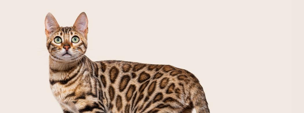 9 Cats That Look Like Tigers