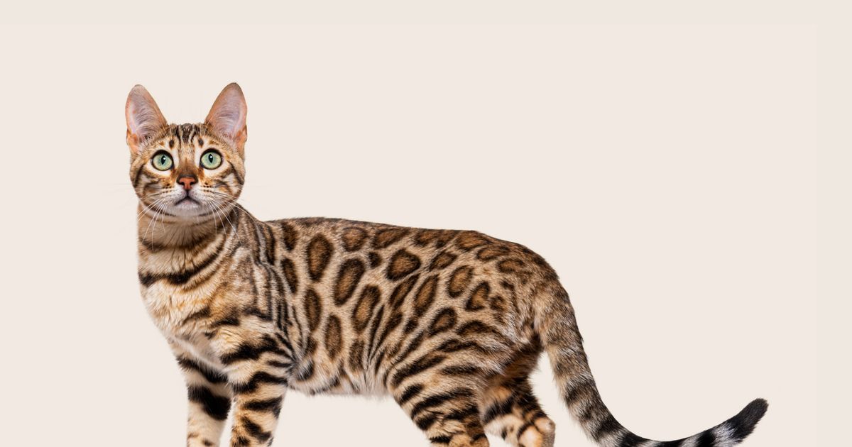 Bengal cat coat outlet types