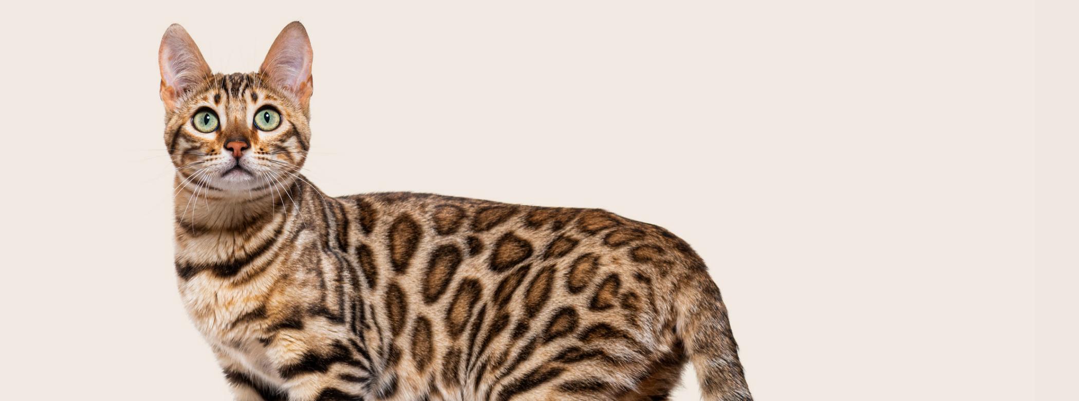 A spotted cat looks into the camera on a beige background