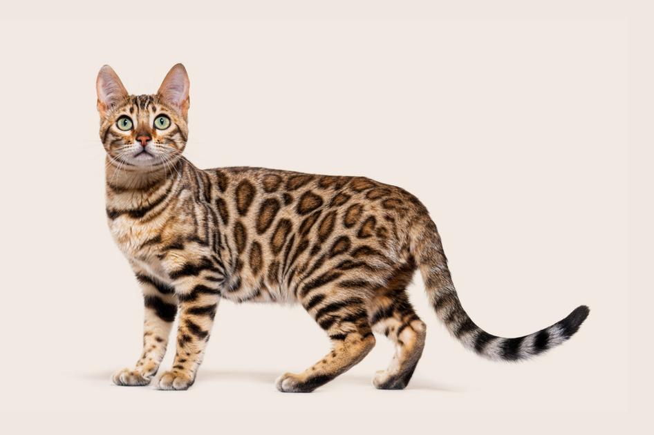 A spotted cat looks into the camera on a beige background