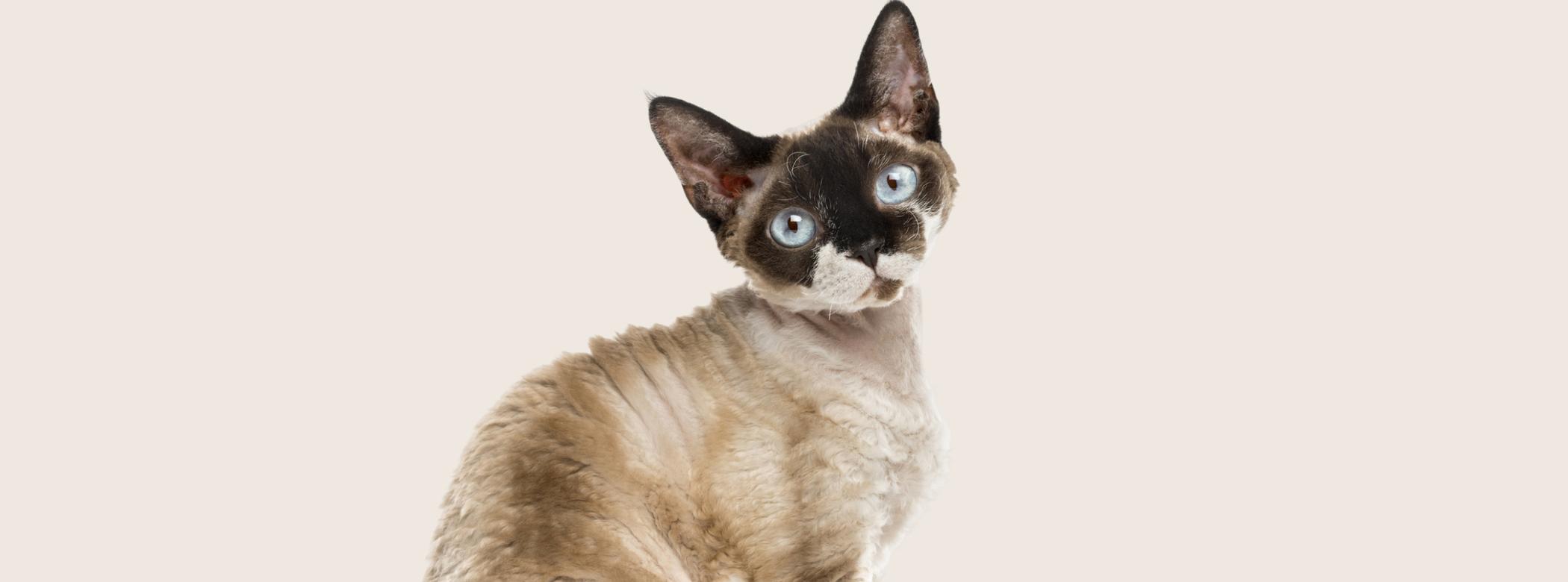 Devon Rex and Cornish Rex
