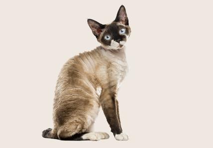 Devon Rex and Cornish Rex
