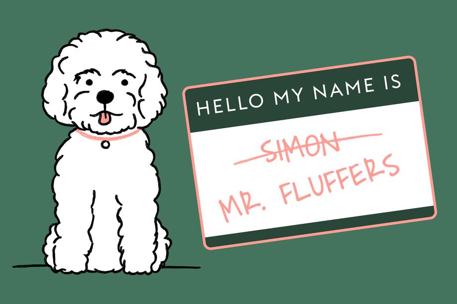 A drawing of a fluffy white dog is presented alongside a name tag. The name tag says "Hello My Name Is" printed at the top. Below, the name 'Simon' is crossed out, and below that is the name ‘Mr. Fluffers’.