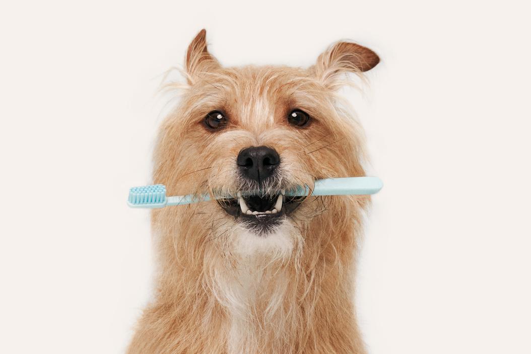 Preventive care & pet insurance for pets what you should know ManyPets