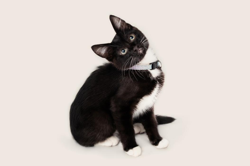 Cat coat patterns a furrtastic guide ManyPets