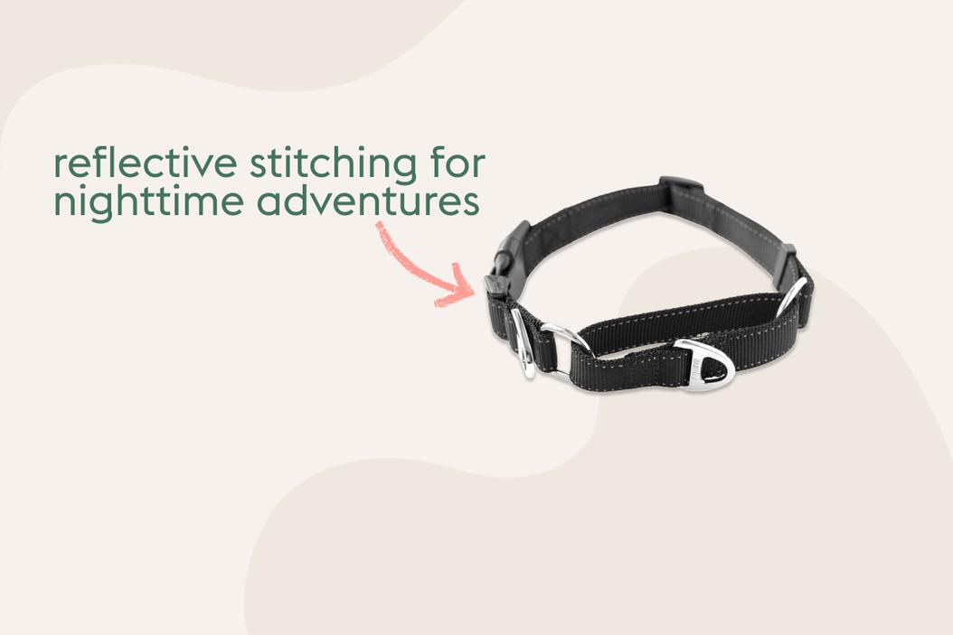 Harness vs. collar is there a "right" choice? ManyPets