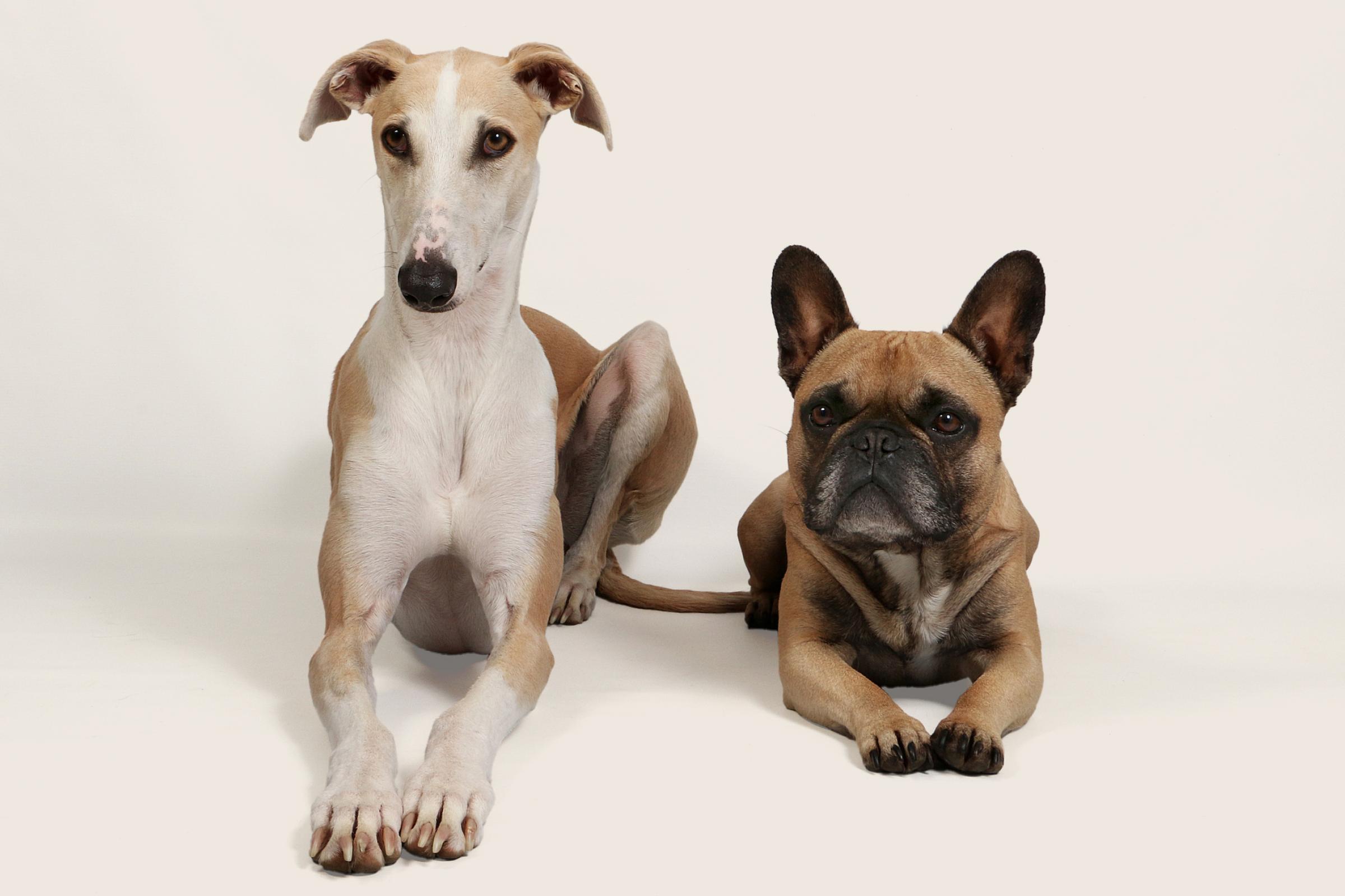 A white and tan whippet dog laying down next to a brown french bull dog on a beige background