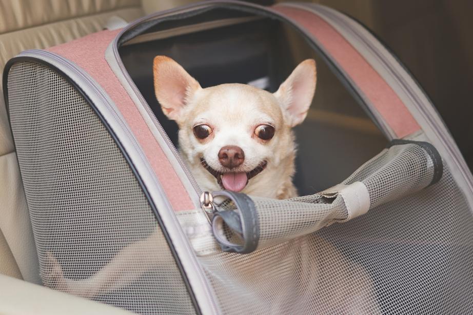 A white chihuahua in a pink and grey carrier, situated in a car