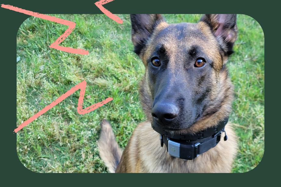 Brown dog wearing a black collar sits on grass, looking at the camera. Red zigzag lines are drawn on the left side of the image.