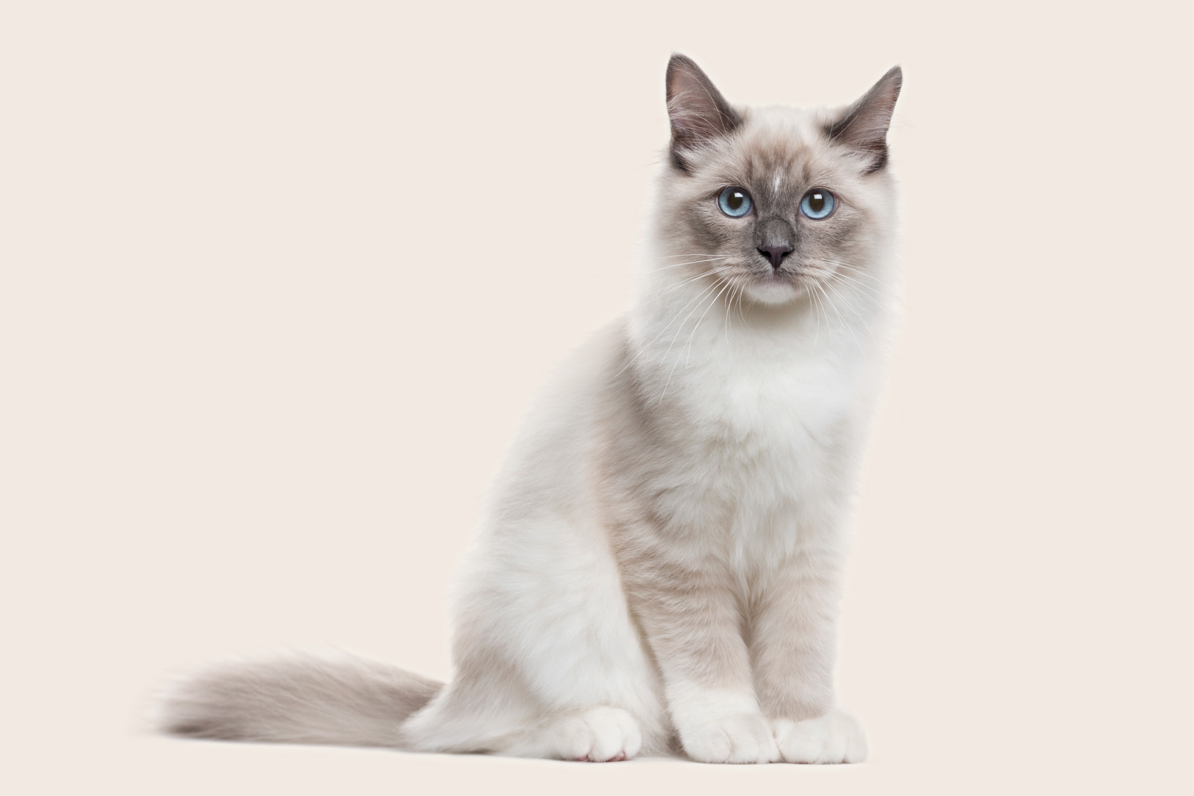 Neva Masquerade Siberian Cat Kitten Price Siberian Cat Insurance