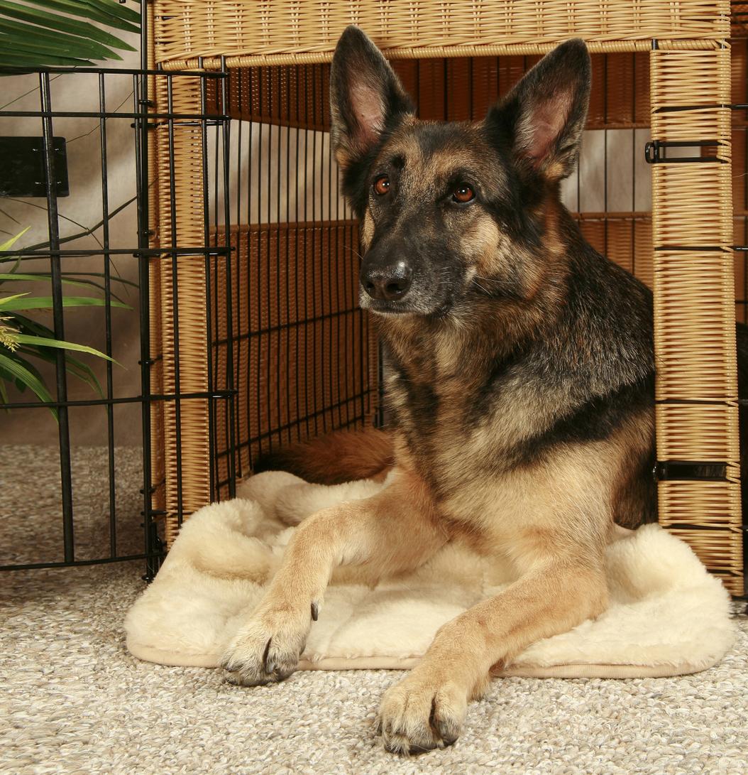 How to help your rescue dog settle in ManyPets