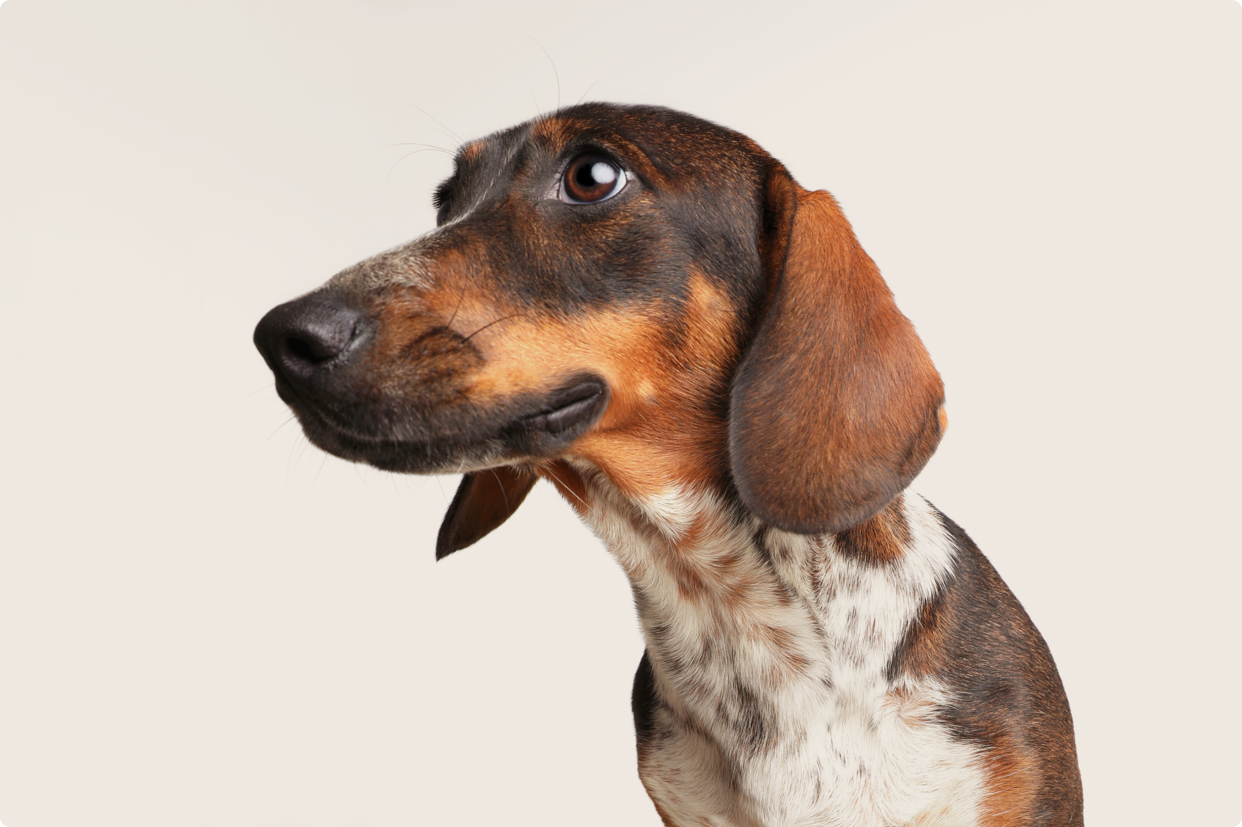Common health problems with Dachshunds | ManyPets