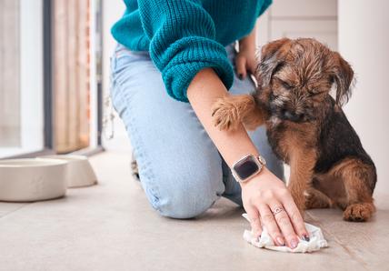 A puppy places a paw on their owner&#39;s forearm as the owner cleans up their pee with a cloth