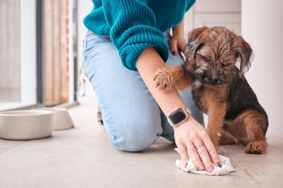 A puppy places a paw on their owner's forearm as the owner cleans up their pee with a cloth