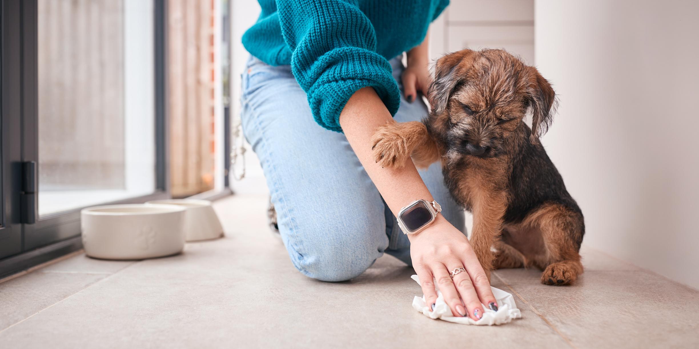 A puppy places a paw on their owner's forearm as the owner cleans up their pee with a cloth