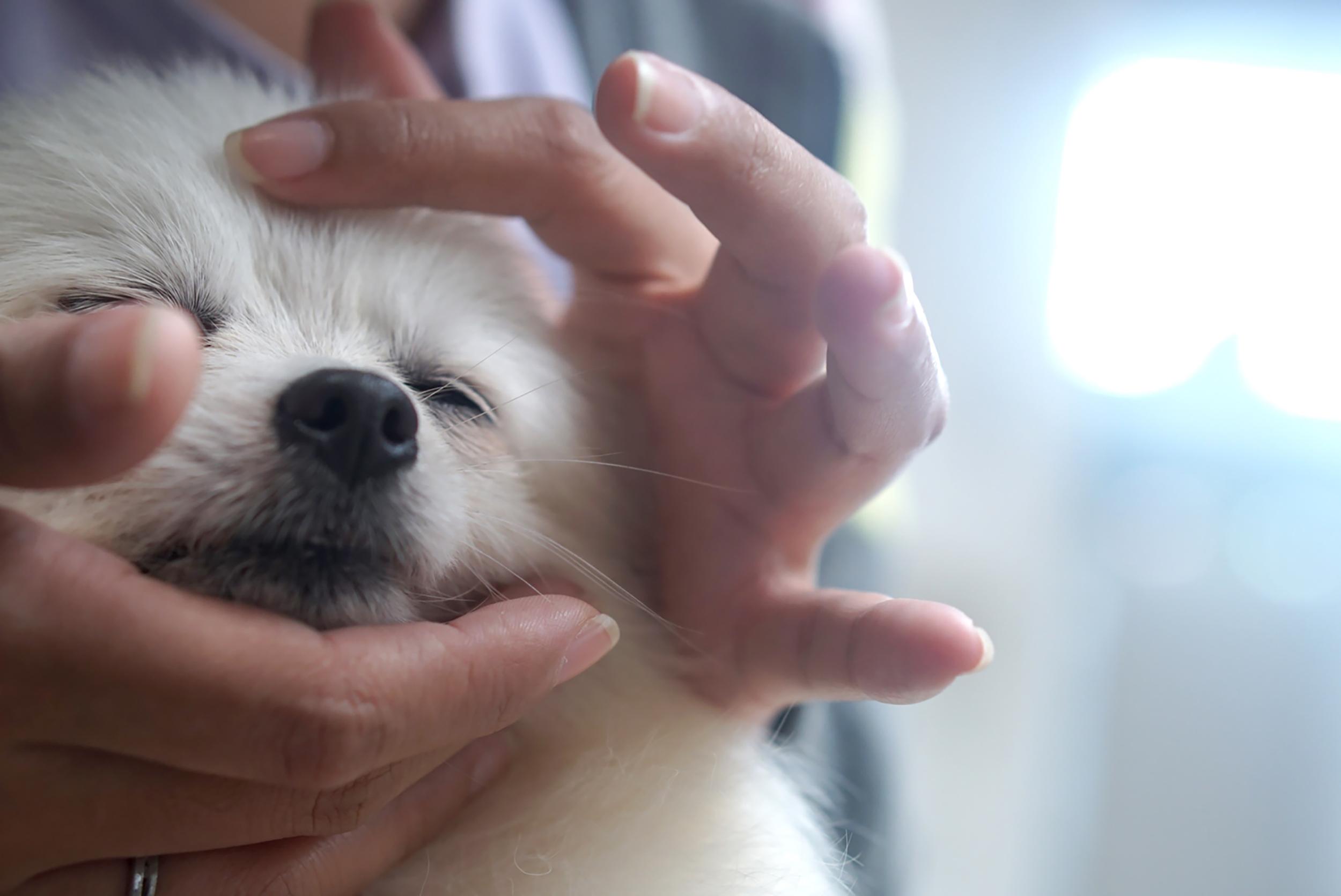 Fluffy white dog being gently held and caressed by a person's hands, eyes closed in relaxation.
