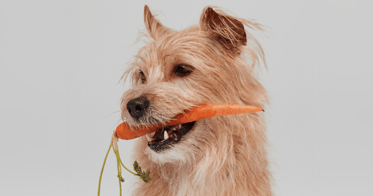 5 ways to make your dog eat slower ManyPets