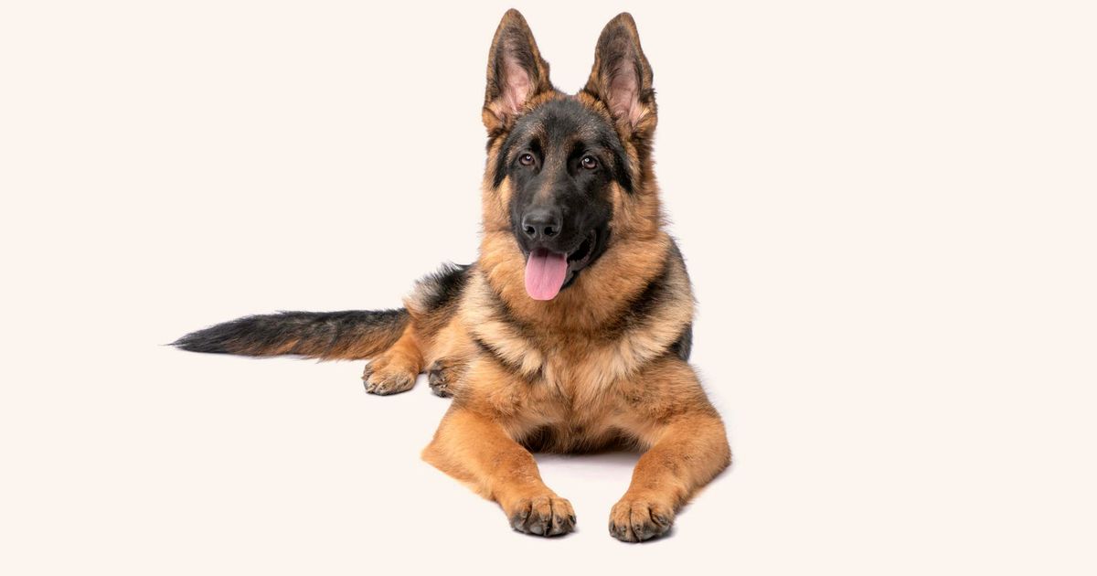 are german shepherds herding dogs