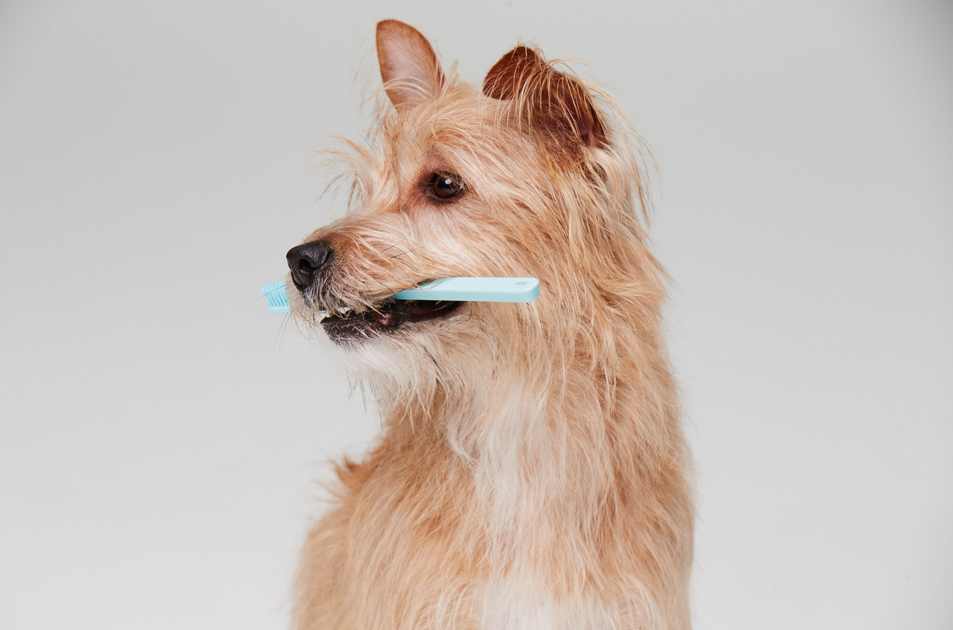 Dog holding toothbrush