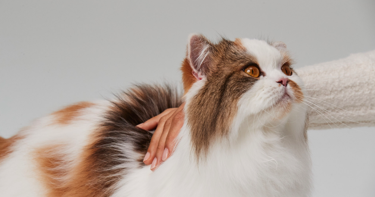 The 10 Most Common Cat Health Issues ManyPets