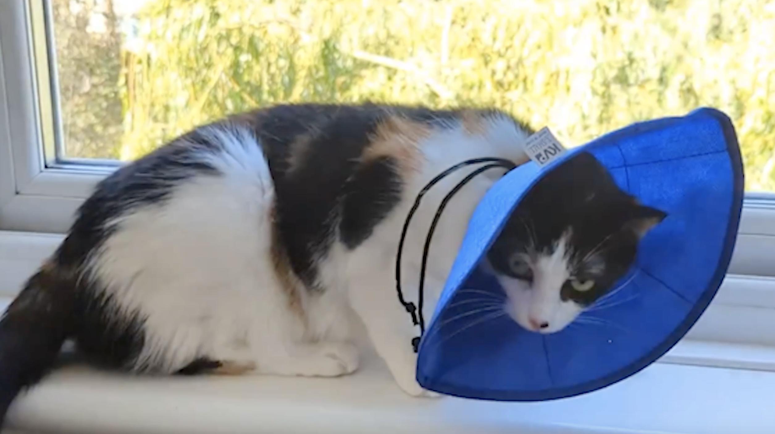 KVP EZ Soft Collar cat