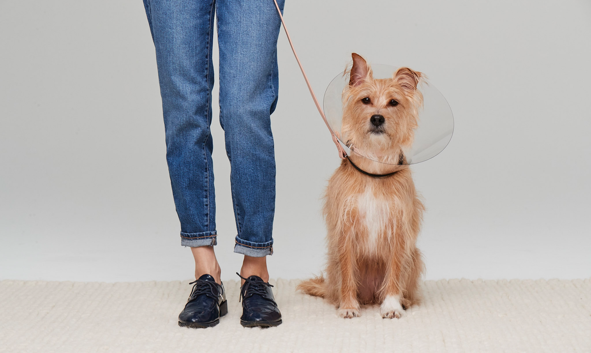 Dog in cone