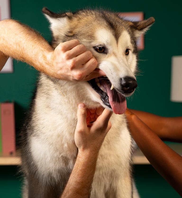 Pet dental insurance coverage ManyPets