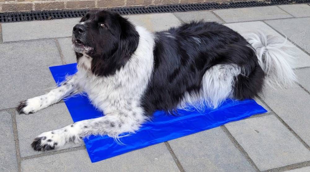 Tried and tested cooling mats and vests for dogs ManyPets
