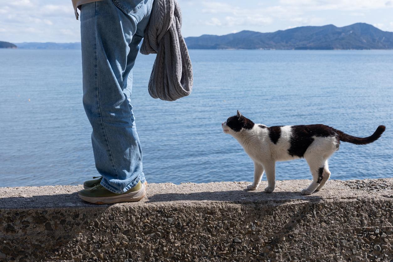 A person in jeans stands on a seawall, holding a sweater, while a black and white cat walks behind them, with a blue sea and mountains in the background.