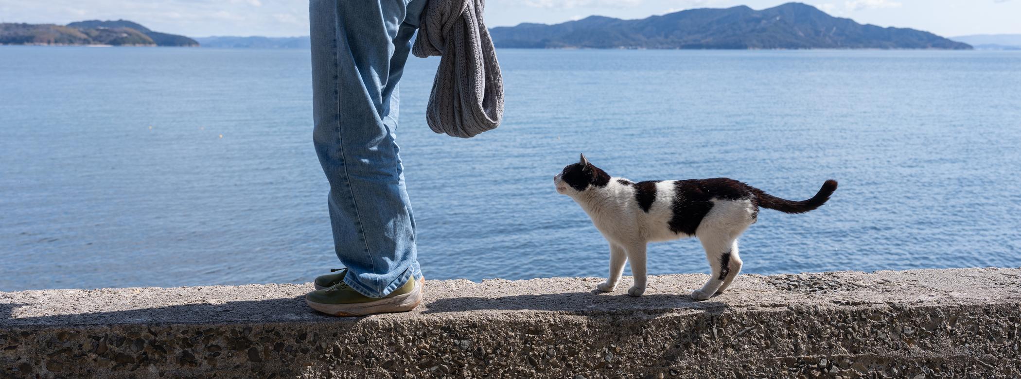 A person in jeans stands on a seawall, holding a sweater, while a black and white cat walks behind them, with a blue sea and mountains in the background.