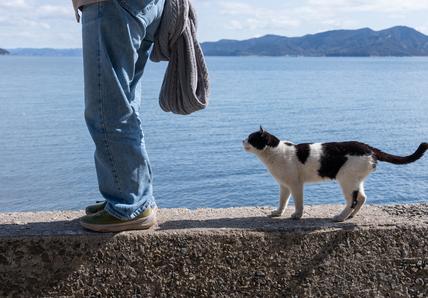 A person in jeans stands on a seawall, holding a sweater, while a black and white cat walks behind them, with a blue sea and mountains in the background.