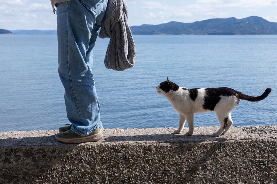 A person in jeans stands on a seawall, holding a sweater, while a black and white cat walks behind them, with a blue sea and mountains in the background.