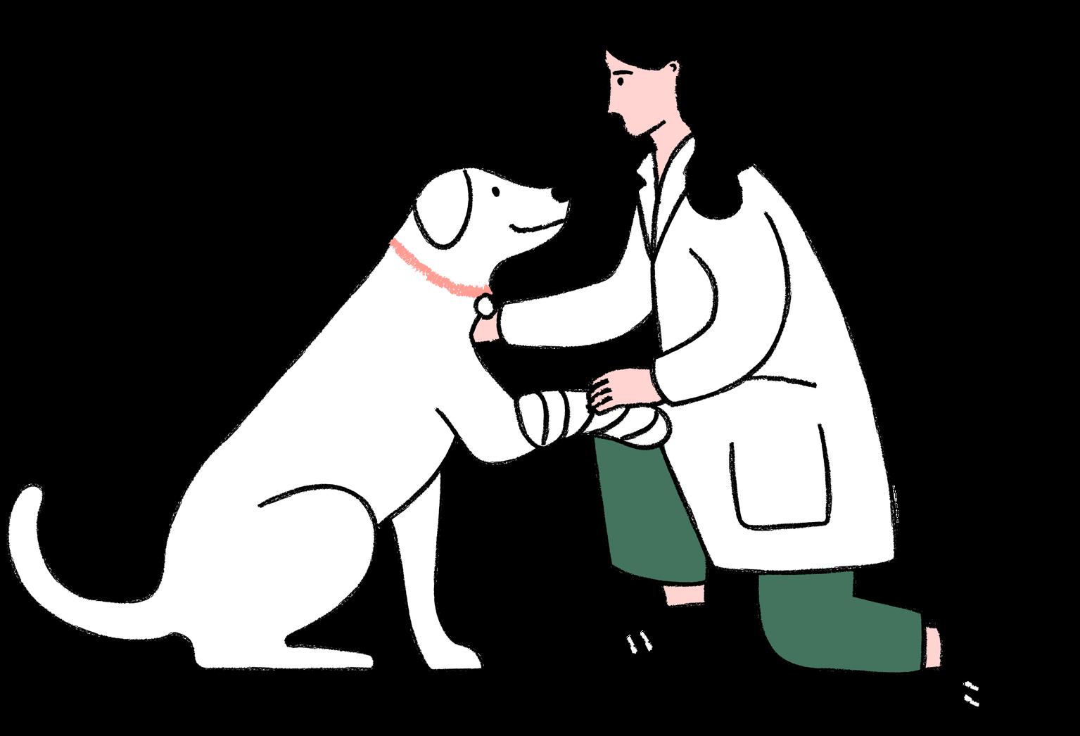 A dog with a bandaged paw being stroked by a vet