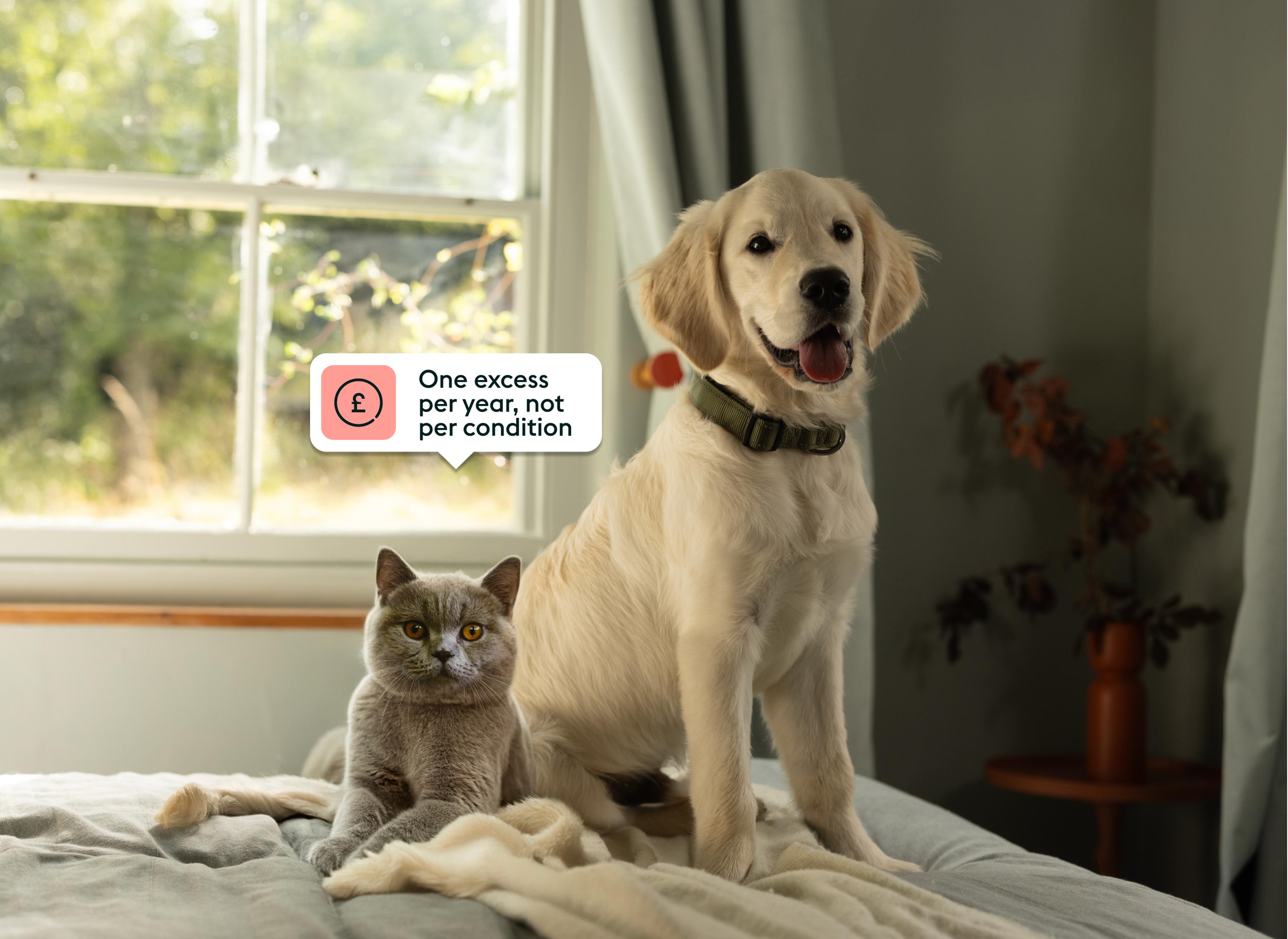 Cat and dog sitting on a bed