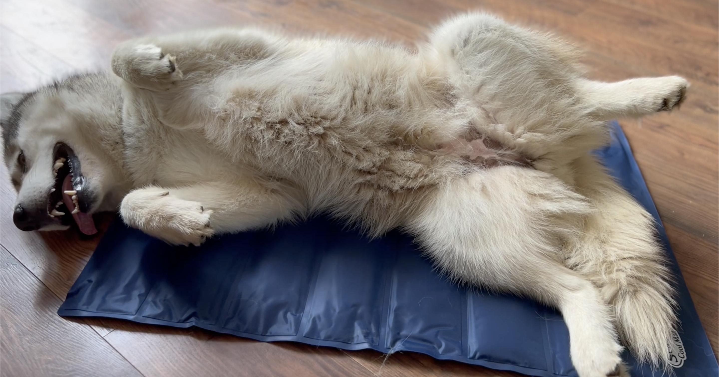 Scruffs cool mat