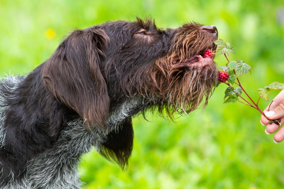 A scruffy brown dog eagerly sniffs raspberries held by a person against a blurred green background.