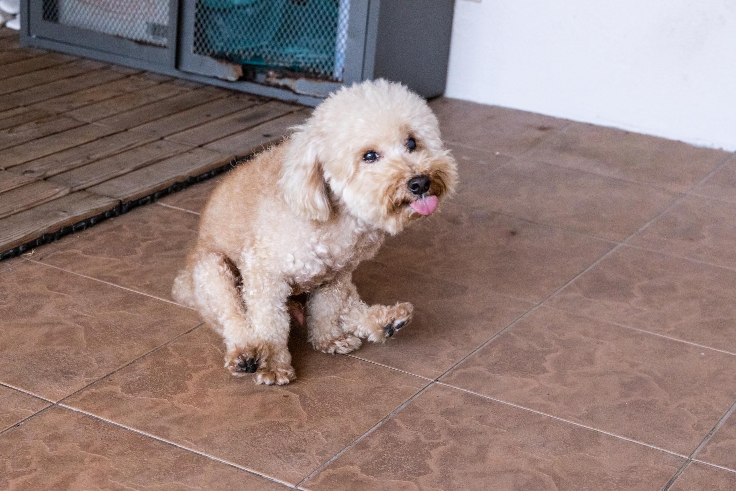 A small, brown dog scoots indoors on a tiled floor