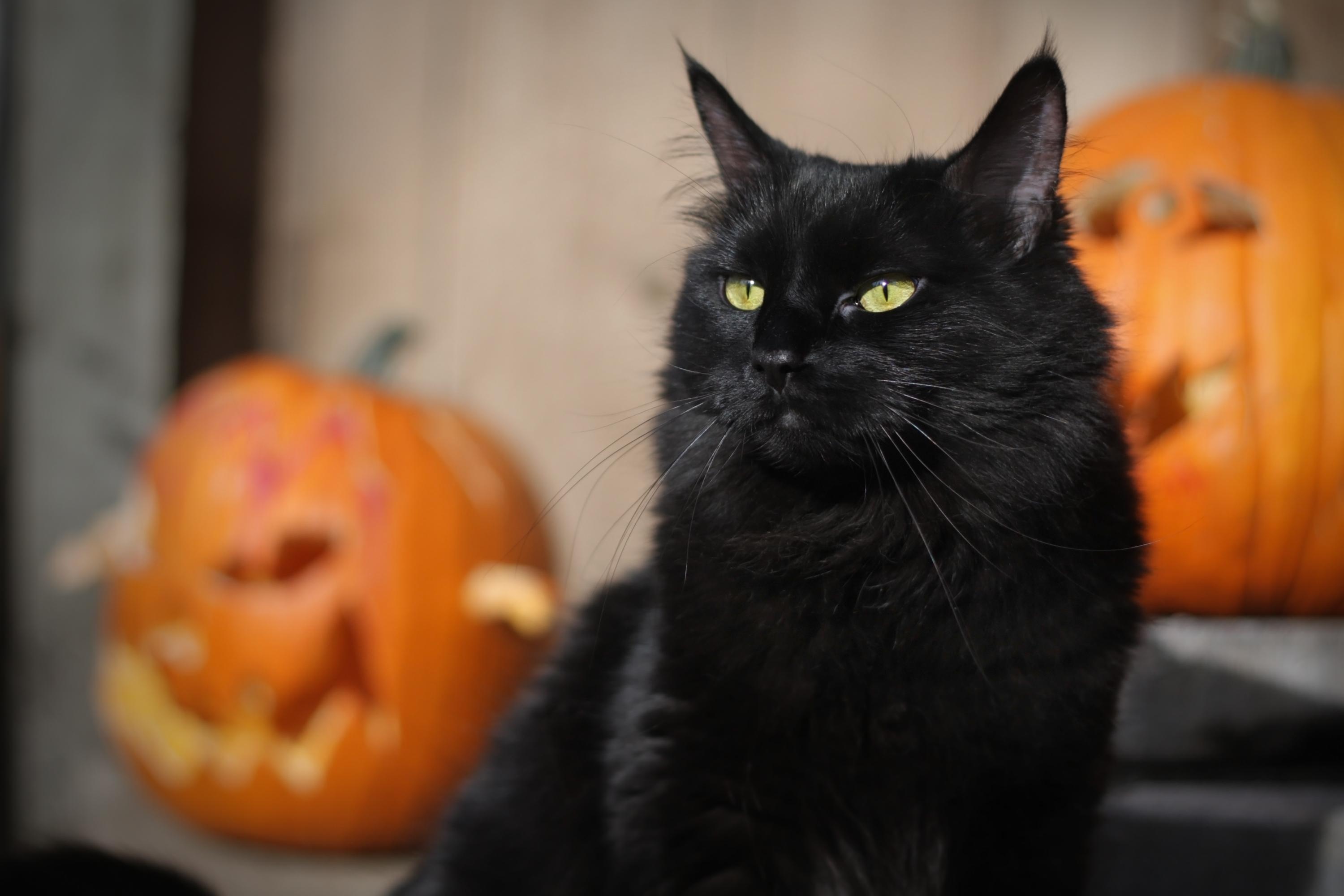 A close-up of a black cat with pumpkins in the background