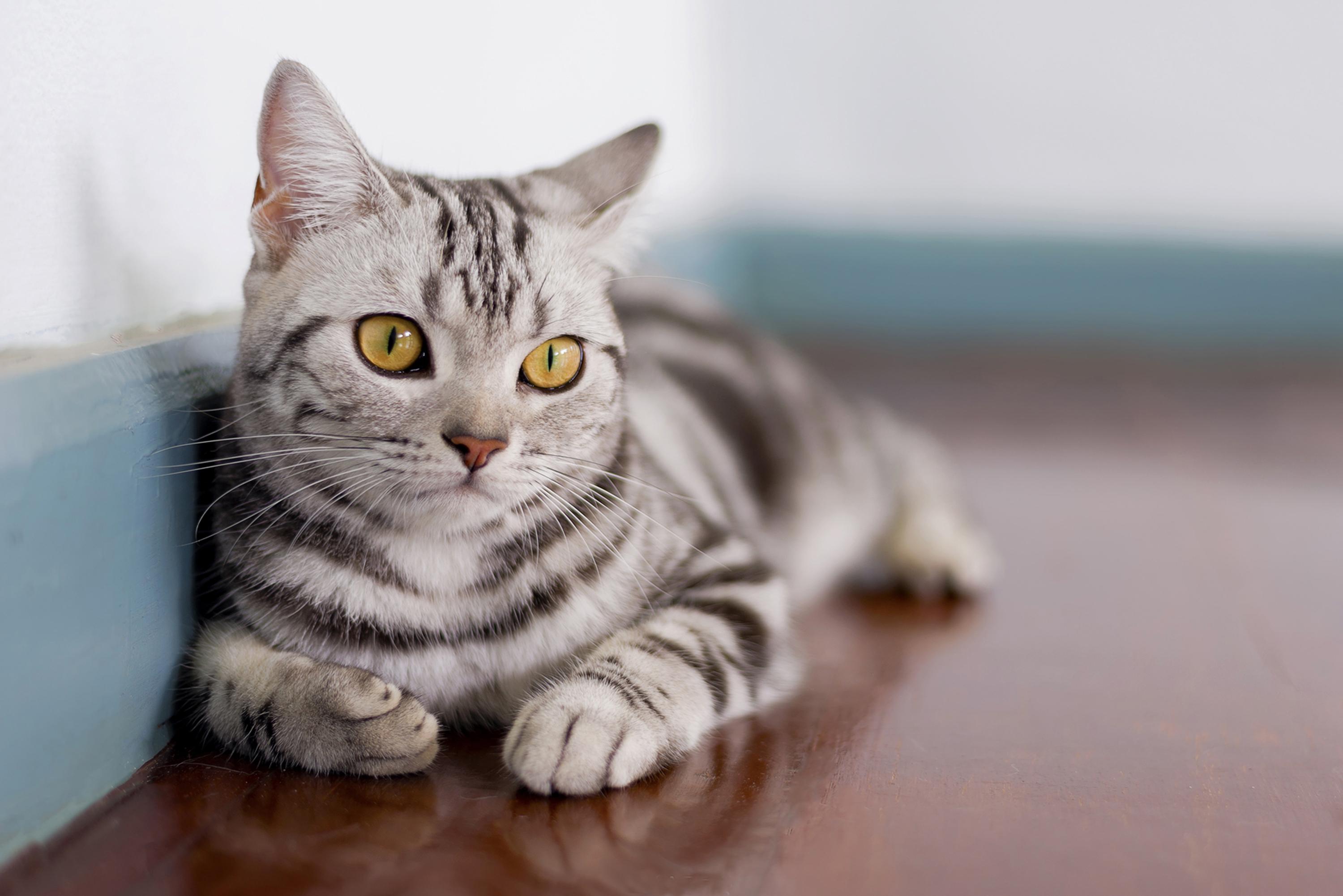 An American Shorthair cat lies peacefully on a brown floor, they&#39;re looking just beyond the camera