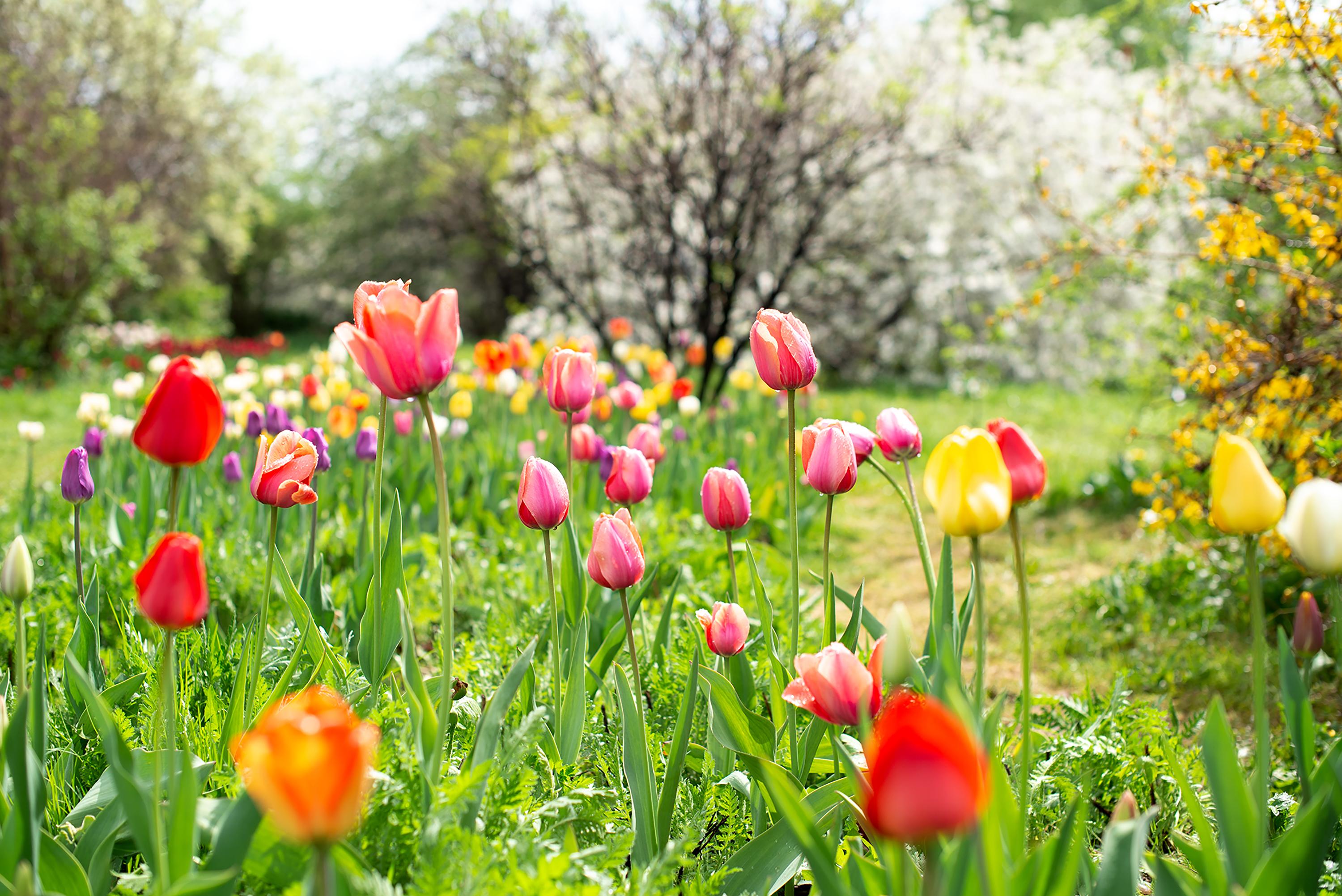 A vibrant field of red, pink, yellow, and orange tulips in bloom, surrounded by lush greenery and blurred trees in the background.