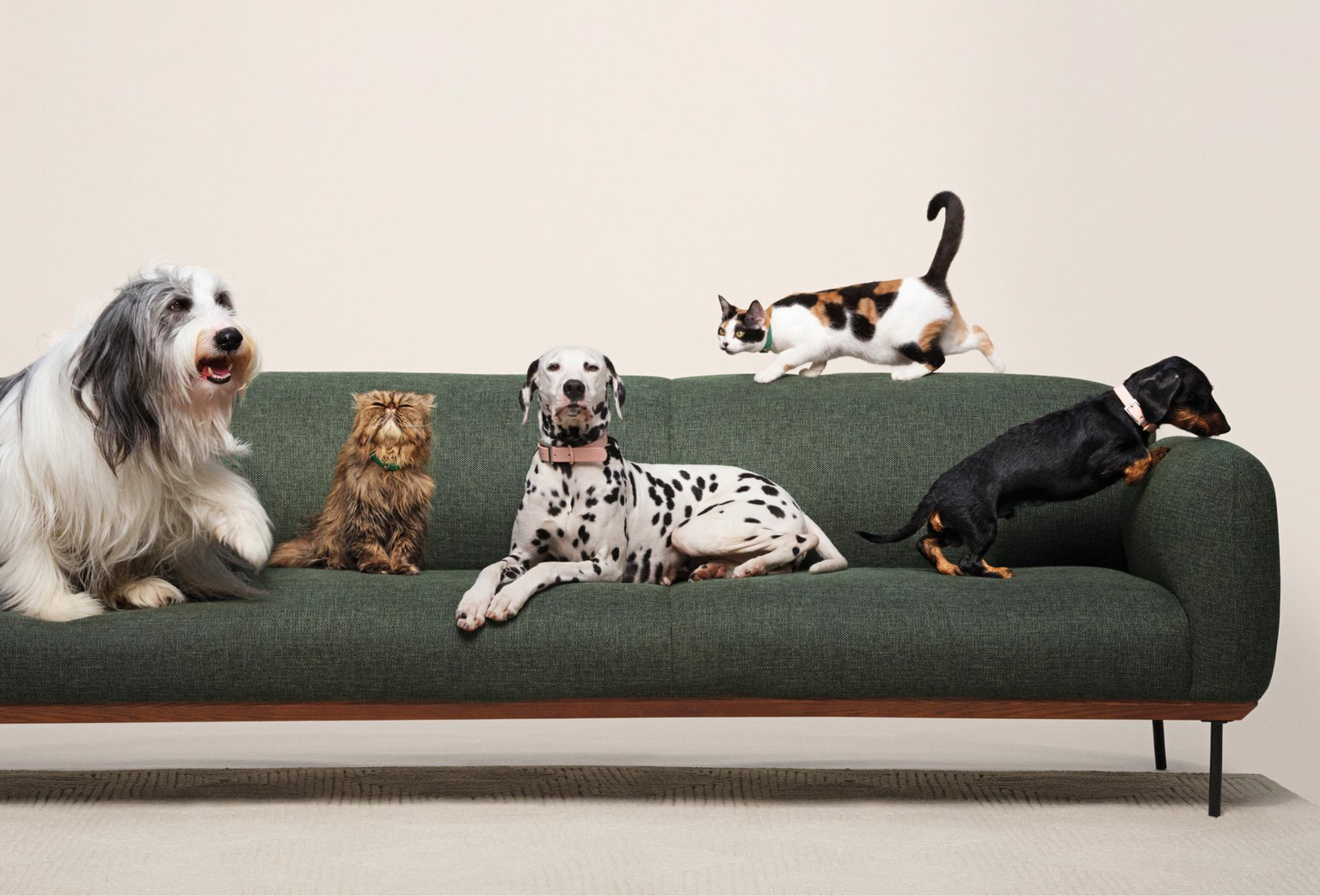 multi-pet cats and dogs