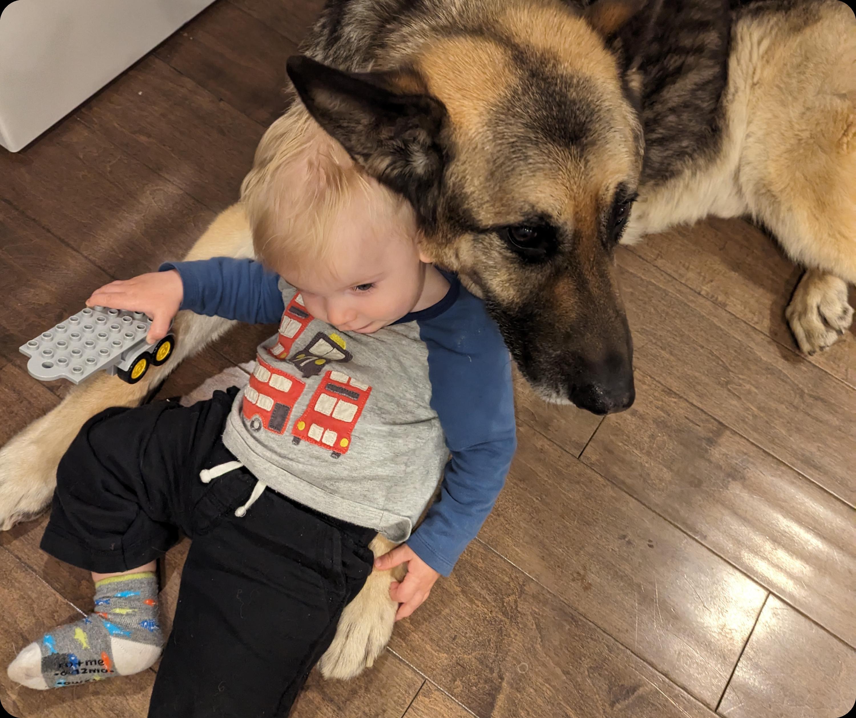 A young toddler leaning on a German Shepherd dog. The child is holding a toy, and both are indoors with a wooden floor visible. The dog is lying down and appears calm and protective, displaying a close bond with the child. The scene suggests a trusting relationship, with the dog serving as a gentle companion to the toddler.