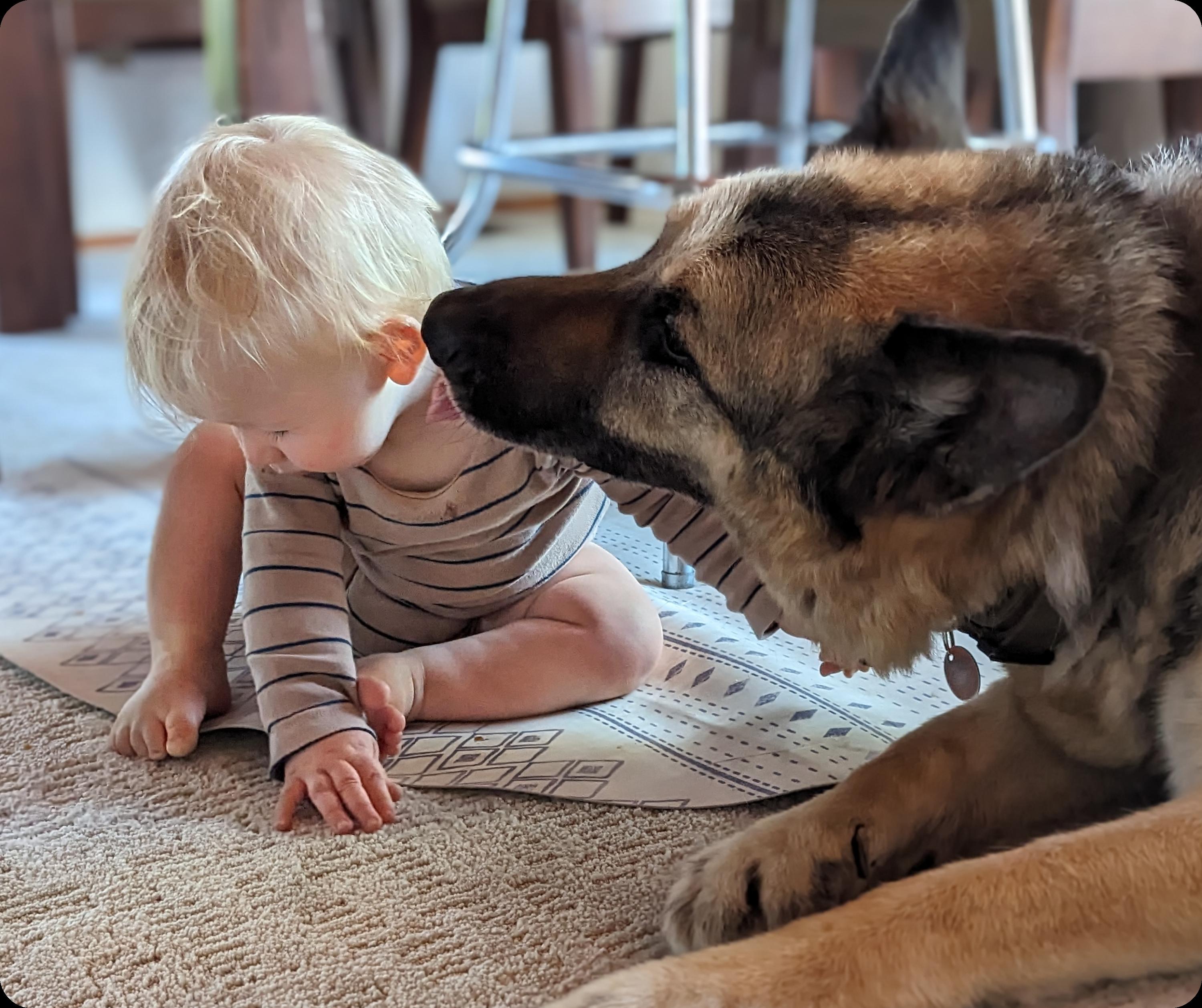 A toddler and a German Shepherd dog in close proximity to each other on a carpet. The child is sitting and looking down, seemingly focused on something on the floor, while the dog is attentively sniffing towards the child. The interaction suggests a familiar and gentle relationship between the two, indicative of the dog's protective and curious nature towards the young child. The setting appears to be a home environment with natural lighting.