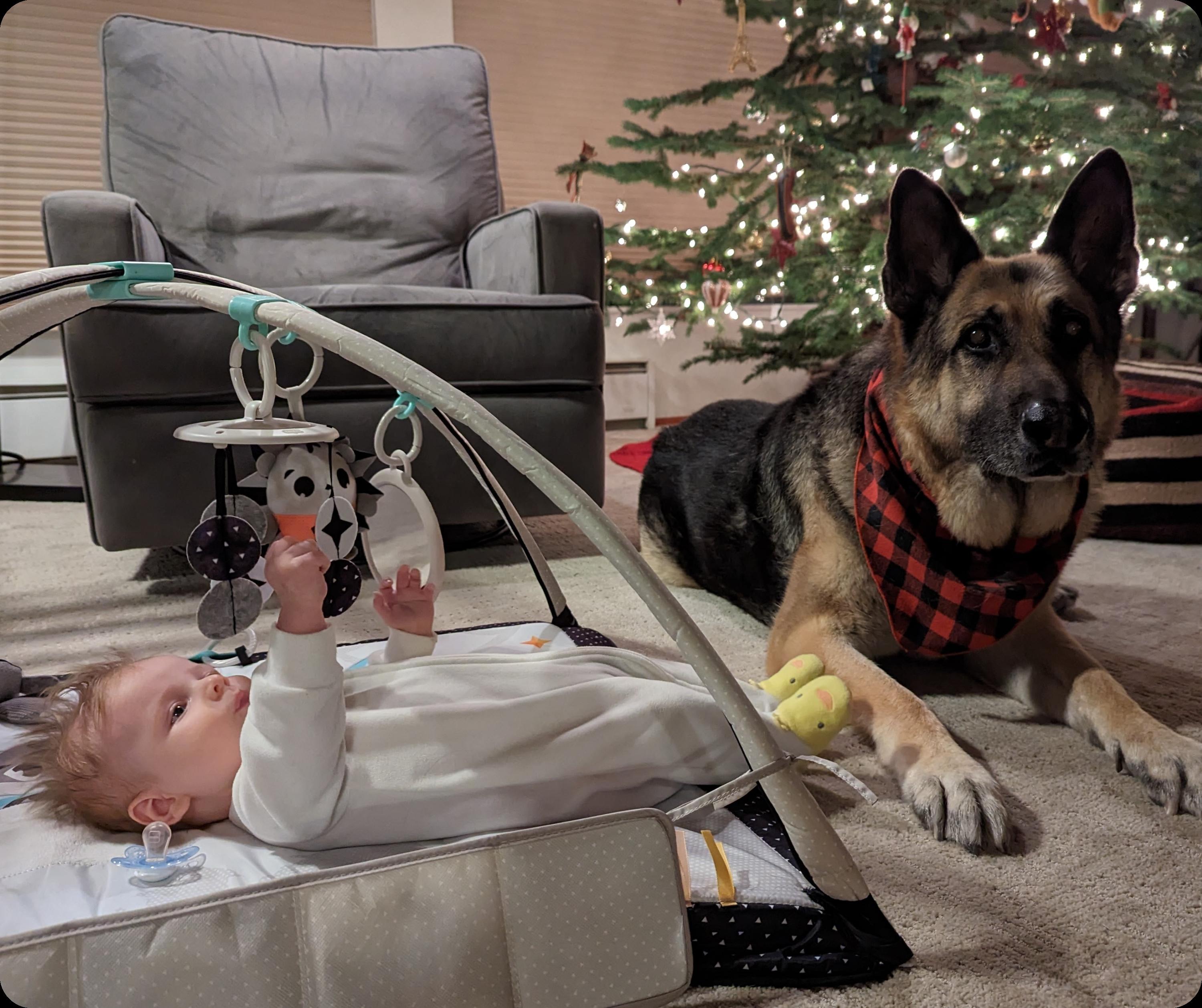 An infant lying in a baby play gym, reaching out to toys, with a German Shepherd dog lying nearby on the floor. The dog is wearing a red and black checkered bandana and appears calm and watchful, suggesting protective behavior around the baby. There is a decorated Christmas tree in the background, indicating the photo was taken during the holiday season.