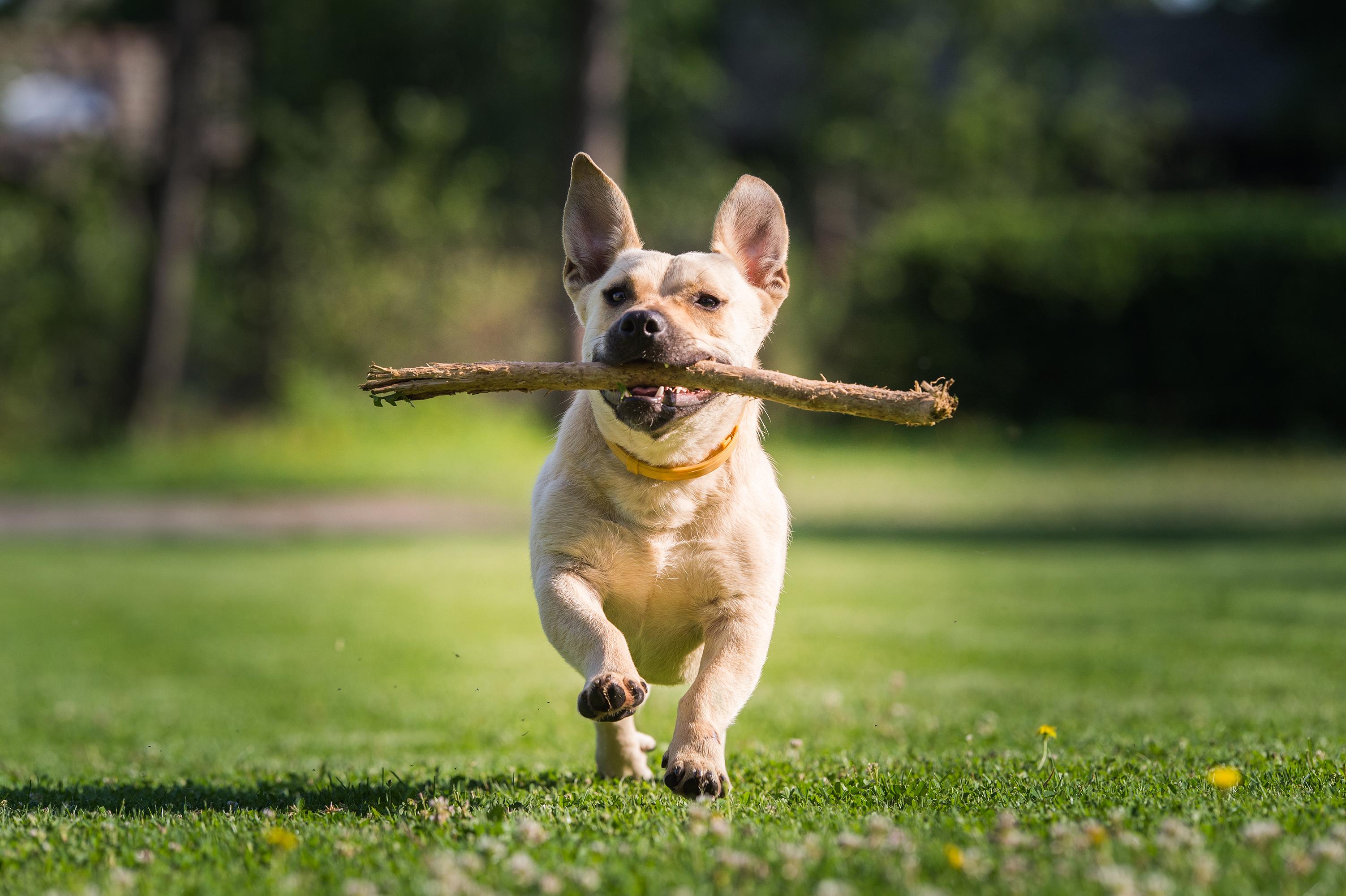 Dog running with a stick into the camera