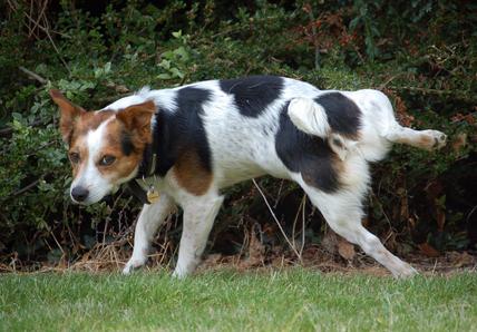 A Jack Russell pops up its hind leg to pee on a bush